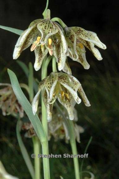 fritillaria purdii 2 graphic